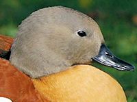 South African Shelduck (Head, Bill & Eyes) - pic by Nigel Key