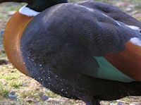 Australian Shelduck (Breast & Body) - pic by Nigel Key