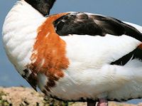 Common Shelduck (Breast & Body) - pic by Nigel Key