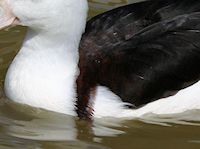 Radjah Shelduck (Breast & Body) - pic by Nigel Key