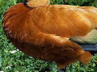 Ruddy Shelduck (Breast & Body) - pic by Nigel Key