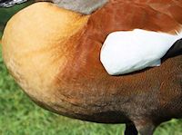 South African Shelduck (Breast & Body) - pic by Nigel Key