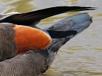 Australian Shelduck (Tail) - pic by Nigel Key