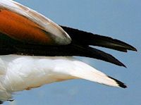 Common Shelduck (Tail) - pic by Nigel Key