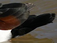 Radjah Shelduck (Tail) - pic by Nigel Key