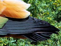 Ruddy Shelduck (Tail) - pic by Nigel Key