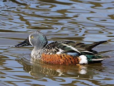 Australian Shoveler (WWT Slimbridge March 2017) - pic by Nigel Key