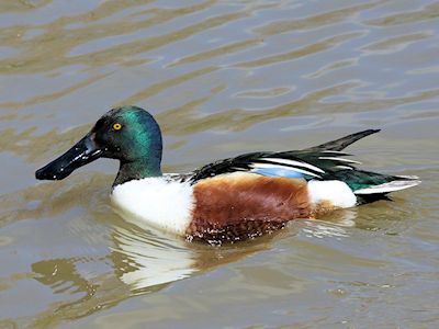 Northern Shoveler (WWT Slimbridge April 2013) - pic by Nigel Key