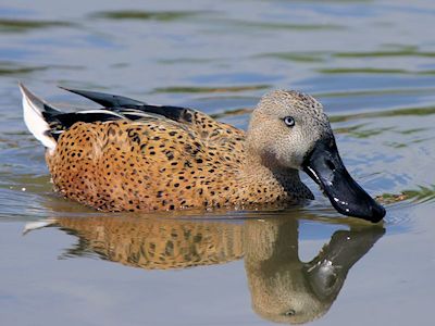 Red Shoveler (WWT Slimbridge May 2013) - pic by Nigel Key