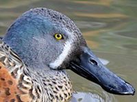 Australian Shoveler (Head, Bill & Eyes) - pic by Nigel Key