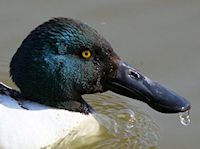 Northern Shoveler (Head, Bill & Eyes) - pic by Nigel Key