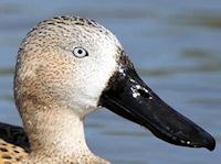 Red Shoveler (Head, Bill & Eyes) - pic by Nigel Key