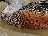 Australian Shoveler (Breast & Body) - pic by Nigel Key