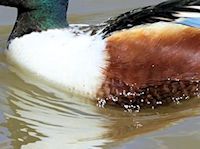 Northern Shoveler (Breast & Body) - pic by Nigel Key