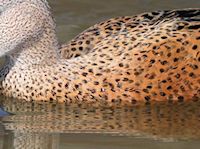 Red Shoveler (Breast & Body) - pic by Nigel Key