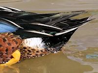 Australian Shoveler (Tail) - pic by Nigel Key