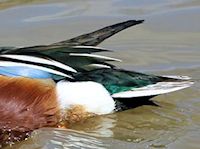 Northern Shoveler (Tail) - pic by Nigel Key