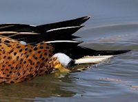 Red Shoveler (Tail) - pic by Nigel Key