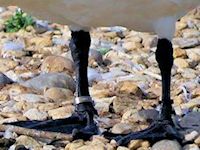 Bewick's Swan (Legs) - pic by Nigel Key