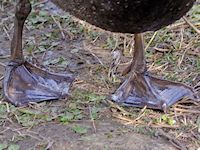 Black Swan (Legs) - pic by Nigel Key