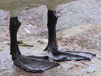 Trumpeter Swan (Legs) - pic by Nigel Key