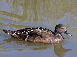 African Black Duck (WWT Slimbridge March 2014) - pic by Nigel Key