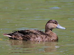 American Black Duck (WWT Slimbridge May 2012) ©Nigel Key