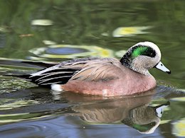 American Wigeon (WWT Slimbridge March 2011) - pic by Nigel Key