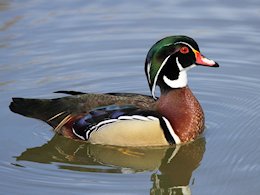 American Wood Duck (WWT Slimbridge April 2011) - pic by Nigel Key