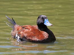 Argentinian Ruddy Duck (WWT Slimbridge May 2012) - pic by Nigel Key