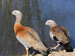 Ashy-Headed Goose (WWT Slimbridge March 2017) ©Nigel Key