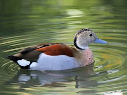 Ringed Teal (WWT Slimbridge October 2011) - pic by Nigel Key