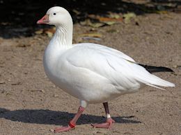 Ross's Goose (WWT Slimbridge March 2011) - pic by Nigel Key