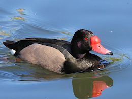 Rosybill (WWT Slimbridge May 2015) ©Nigel Key