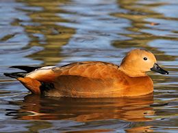 Ruddy Shelduck (WWT Slimbridge November 2013) - pic by Nigel Key