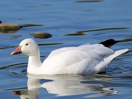 Snow Goose (WWT Slimbridge  20) - pic by Nigel Key