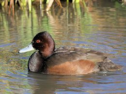 Southern Pochard (WWT Slimbridge November 2017) ©Nigel Key