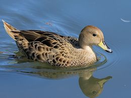 South Georgian Pintail (WWT Slimbridge May 2015) - pic by Nigel Key