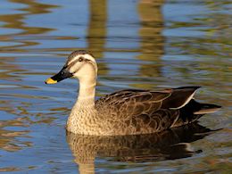 Spot-Billed Duck (WWT Slimbridge March 2014) - pic by Nigel Key