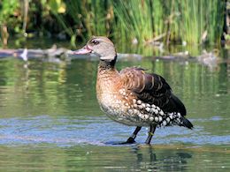 Spotted Whistling Duck (WWT Slimbridge May 2018) - pic by Nigel Key