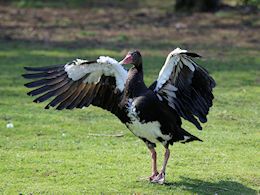 Spur-Winged Goose (WWT Slimbridge March 2011) ©Nigel Key