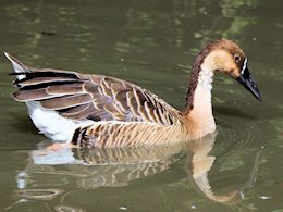 Swan Goose (WWT Slimbridge September 2010) ©Nigel Key