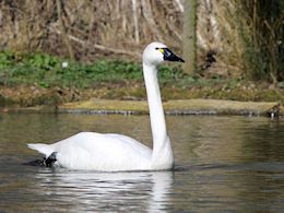 Whistling Swan (WWT Slimbridge March 2019) - pic by Nigel Key