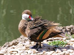 White-Cheeked Pintail (WWT Slimbridge July 2014) - pic by Nigel Key