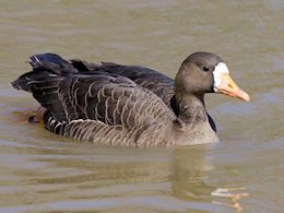 Eurasian White-Fronted Goose (WWT Slimbridge April 2013) - pic by Nigel Key