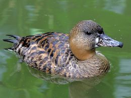 White-Backed Duck (WWT Slimbridge July 2012) - pic by Nigel Key