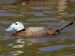 White-Headed Duck (WWT Slimbridge May 2014) - pic by Nigel Key