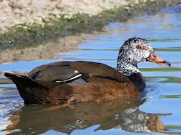 White-Winged Duck (WWT Slimbridge May 2015) - pic by Nigel Key