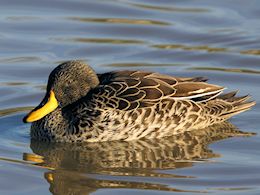 Yellow-Billed Duck (WWT Slimbridge November 2013) ©Nigel Key