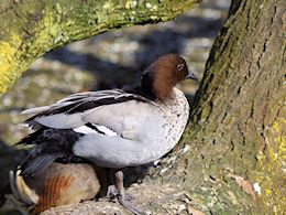 Australian Wood Duck (WWT Slimbridge March 2014) ©Nigel Key